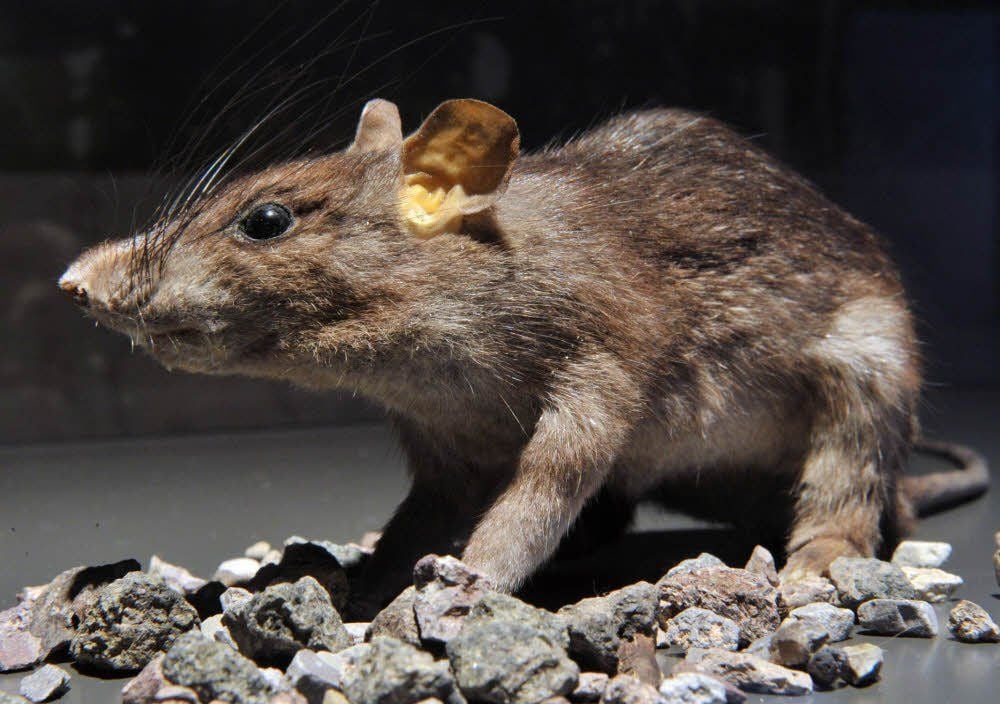 Ratte