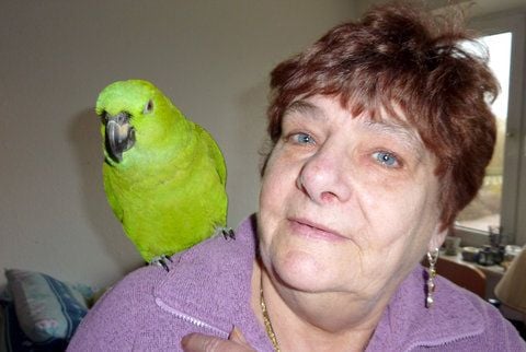 Papagei Lora sitzt auf der Schulter von Heidi Vogt in Goldbeck (Landkreis Stendal). (FOTO: DPA)