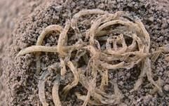 Die mit 4000 Jahren ältesten Nudeln der Welt haben Forscher am Gelben Fluss in China entdeckt. Dies sei ein weiterer Hinweis dafür, dass Nudeln weder in Italien noch in Arabien entwickelt wurden, berichten Forsche in der Fachzeitschrift «Nature». (Foto: dpa)