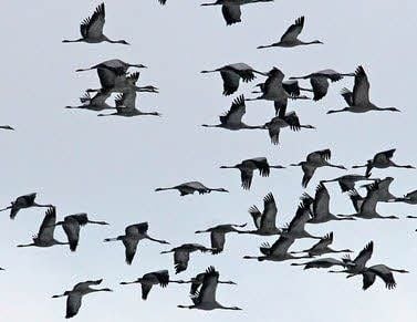 Die Wanderausstellung zum europäischen Schutzgebietssystem „Natura 2 000“ wird am Donnerstag in der Verwaltung des Biosphärenreservates in Roßla eröffnet.