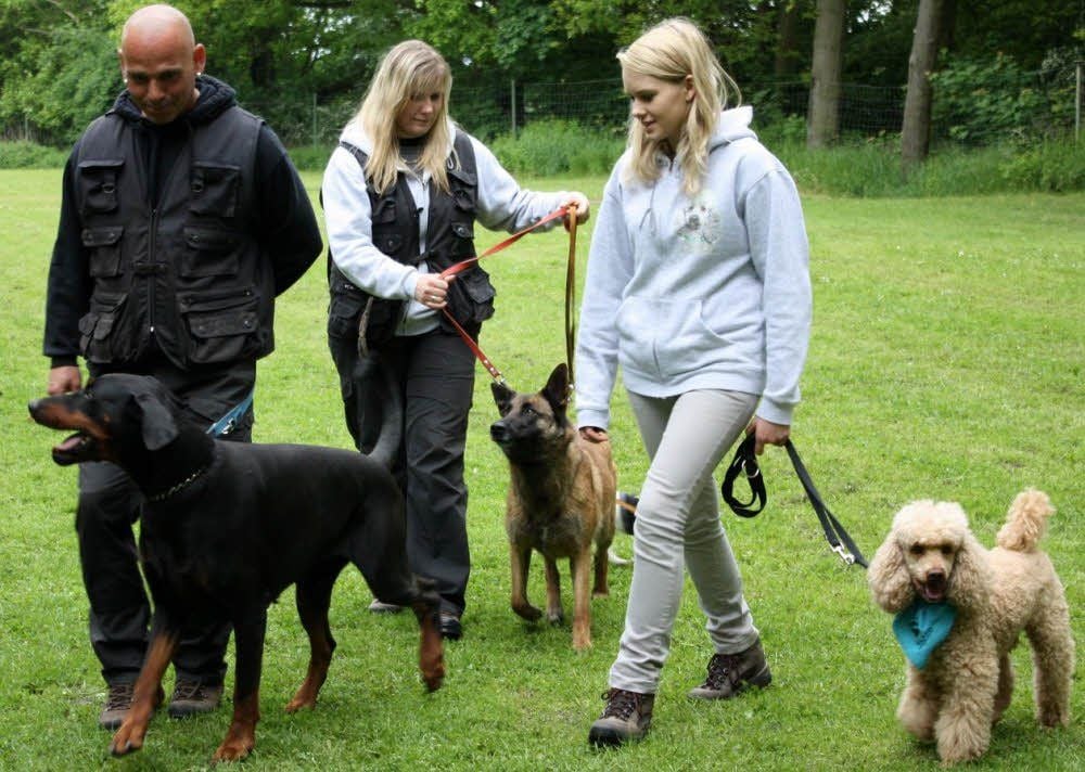 Beim Hundesportverein Sangerhausen ist jede Hunderasse und -größe zu finden und gern gesehen.