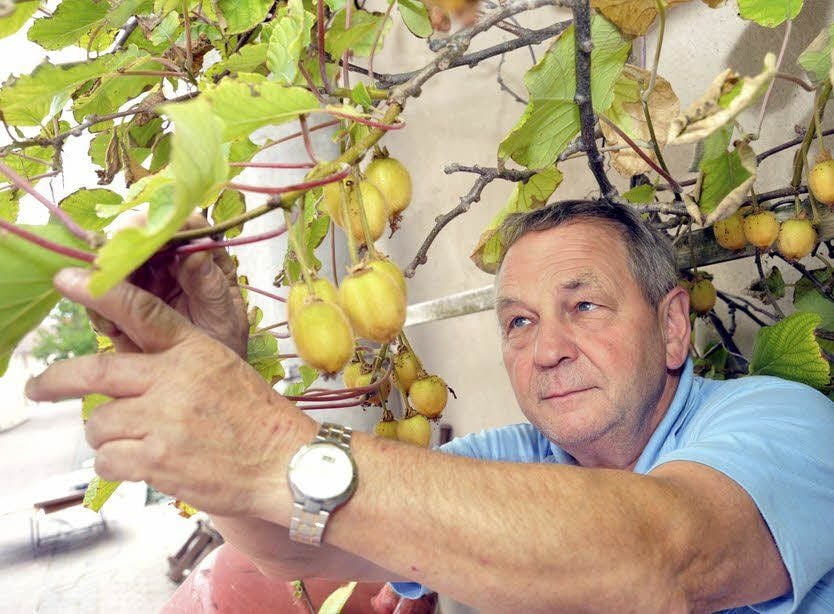 Peter Dreyer freut sich über seine Kiwis.