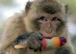 Genüßlich schleckert Berberaffe «Freddy» im Freigehege des Tierparks Neumünster ein schönes Eis am Stiel. (Foto: dpa)