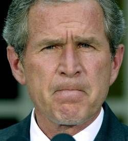 Bush