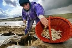 Eine Erntehelferin sticht Spargel. (Foto: dpa)