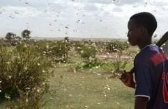 Ein Junge läuft nahe der Stadt Aleg in Mauretanien durch einen Heuschreckenschwarm (Archivfoto vom Sommer 2004). Die schwerste Heuschreckenplage seit 15 Jahren in Afrika droht sich weiter zu verschärfen. Weitere neue Schwärme könnten sich von Mitte September an auf den Weg machen und die anstehenden Ernten schwer bedrohen, erklärte die Organisation für Ernährung und Landwirtschaft (FAO) in Rom. Am stärksten bedroht seien derzeit Senegal, Mauretanien, Mali und Niger, gefährdet seien aber auch der Tschad und der westliche Sudan. Bewohner der mauretanischen Hauptstadt Nouakchott berichteten, durch den Heuschreckeneinfall habe sich der Himmel über der Stadt verdunkelt. Schatten spendende Bäume seien in Windeseile kahl gefressen worden. (Foto: dpa)