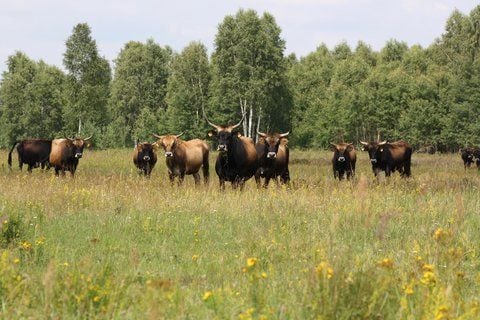 Heckrinder gehören zum Bild der Oranienbaumer Heide - und Wanderer im Sperrgebiet mittlerweile auch. (ARCHIVFOTO: KLEMM)