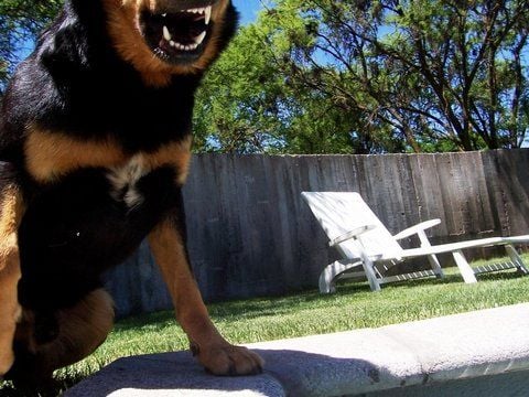 Ein gereizter Rottweiler fletscht die Zähne.