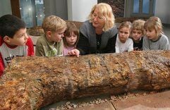 Die Museumspädagogin Hannelore Thuß vom Chemnitzer Naturkundemuseum erklärt Vorschulkindern wie vor 290 Millionen Jahren im Stadtgebiet von Chemnitz diese riesigen Baumstämme wuchsen. (Foto: dpa)