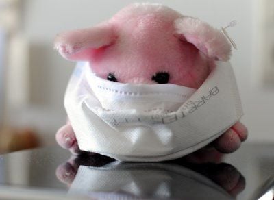 Die Schweinegrippe lässt die Unternehmen in Sachsen-Anhalt kalt. (FOTO: DPA)