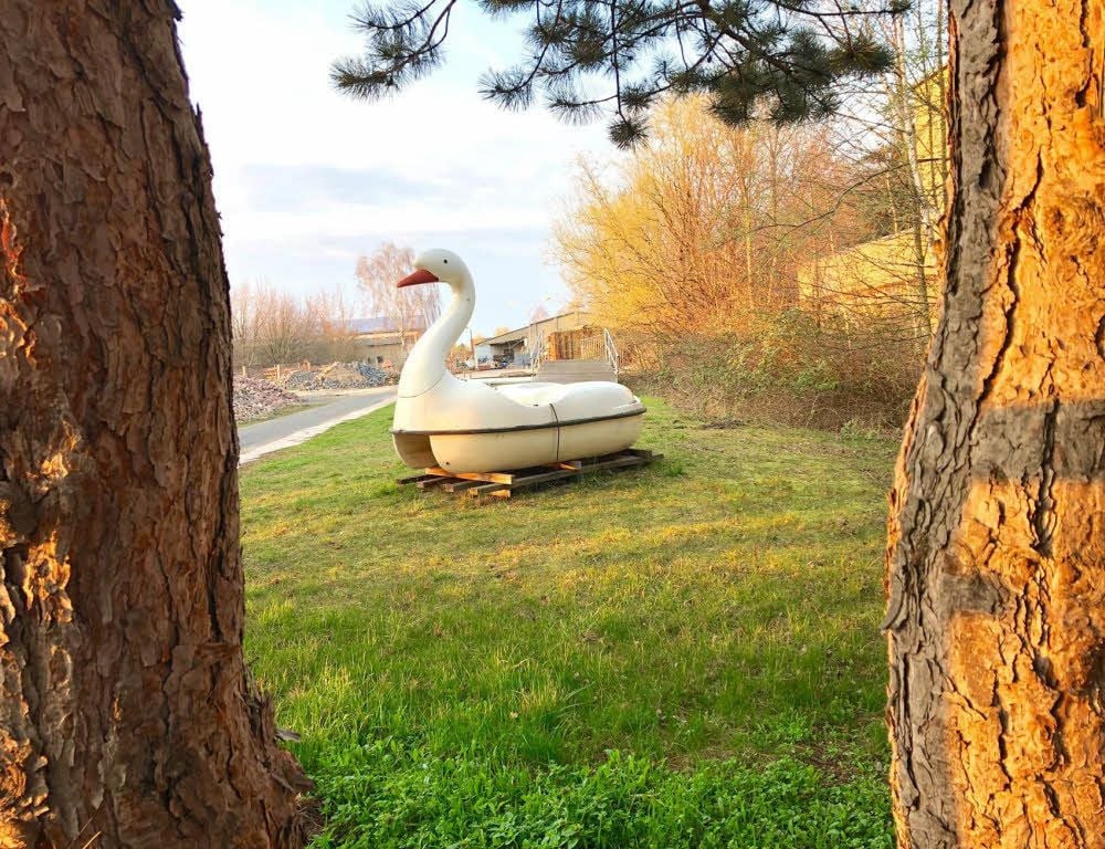 Der Schwan von der Goitzsche wartet im Zörbiger Bauhof auf seinen zweiten Frühling.