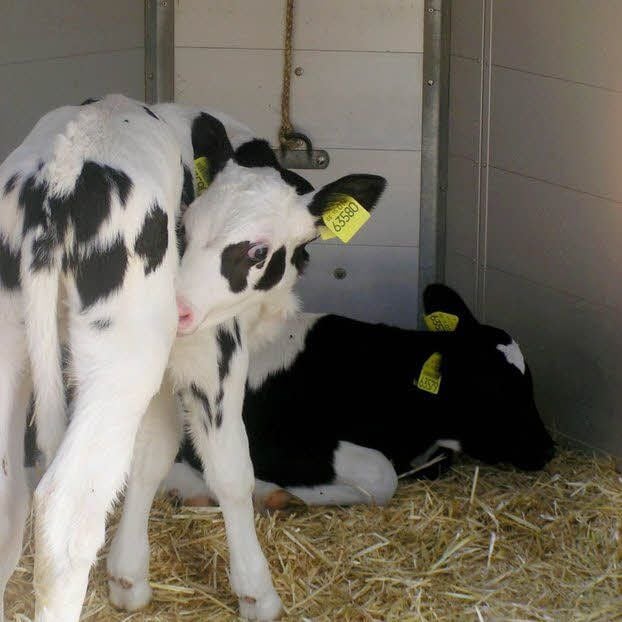 Natürlich gab es auch Tiere zum Streicheln, wie diese Kälber.