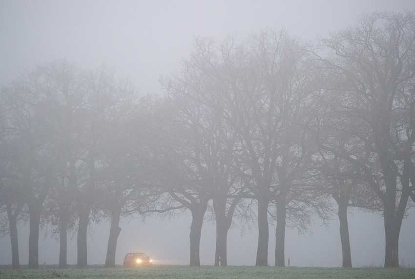 Ein Pkw fährt im Morgennebel eine Allee entlang.