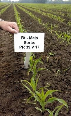 Ein Schild mit der Zeichnung der Maissorte wird auf einem Ackerstück der Landesanstalt für Landwirtschaft und Gartenbau Iden in der Altmark, auf dem zu Forschungszwecken genbehandelter Mais angebaut wird, in den Boden gesteckt. Iden ist einer von 29 Standorten in sieben Bundesländern, die Gen-Mais anbauen. (Foto: dpa)