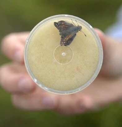 Mit dem Netz werden Tiere gefangen, die nicht gleich bestimmbar sind, und dann für die Feststellung von Art und des Geschlechts in einer Dose begutachtet.