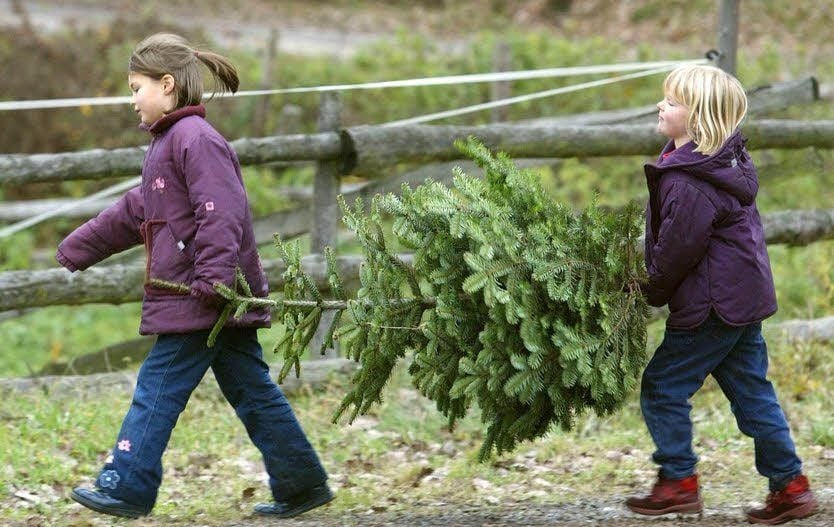 In Ziegelroda konnte man jahrelang Weihnachtsbäume selber schlagen. In diesem Jahr sollte die Tradition eigentlich fortgesetzt werden. Durch einen Stromschlag wurden die dafür angedachten Bäume jedoch zerstört.