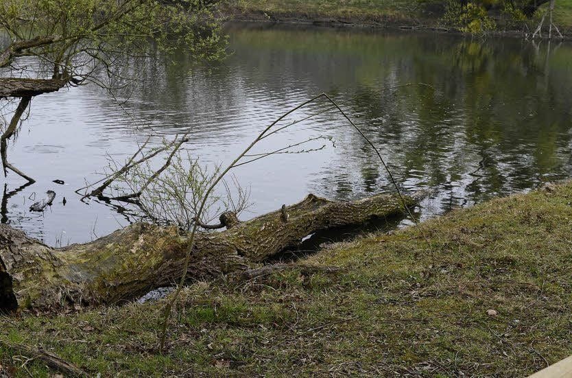 Herausgerissen und ins Wasser geworfen: Erst im März hatten Schüler der Sekundarschule am Schillerpark die jungen Weiden gepflanzt.
