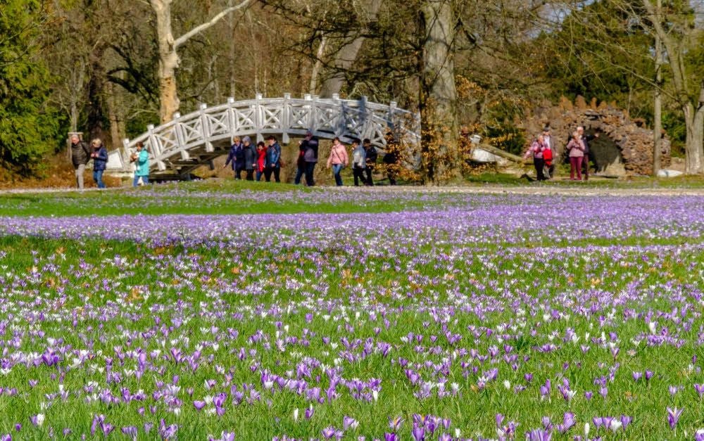 Ein blaues Krokusmeer überflutet die Wiesen im Wörlitzer Park.