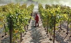 Eine Frau arbeitet am 13.10.2004 auf einem gemeindeeigenen Weinberg am Ortsrand von Klietznick in der Altmark. Seit Anfang der 1990-er Jahre haben die 150 Einwohner der Gemeinde jede Menge Zeit und Ideen investiert, um aus ihrem Dorf ein besonderes Idyll zu machen. Als eine von drei Kommunen in Deutschland (neben dem Rhein-Hunsrück-Kreis und der Stadt Münster) steht Klietznick beim internationalen LivCom-Wettbewerb in Niagara (Kanada) im Finale der besten 50. (Foto: dpa)