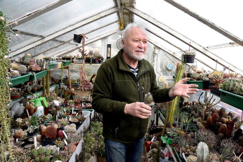 In den Händen hält Wolfram Staate einen Kaktus namens Turbinicarpus schmiedickeanus, der gerade seine Blüte öffnet.