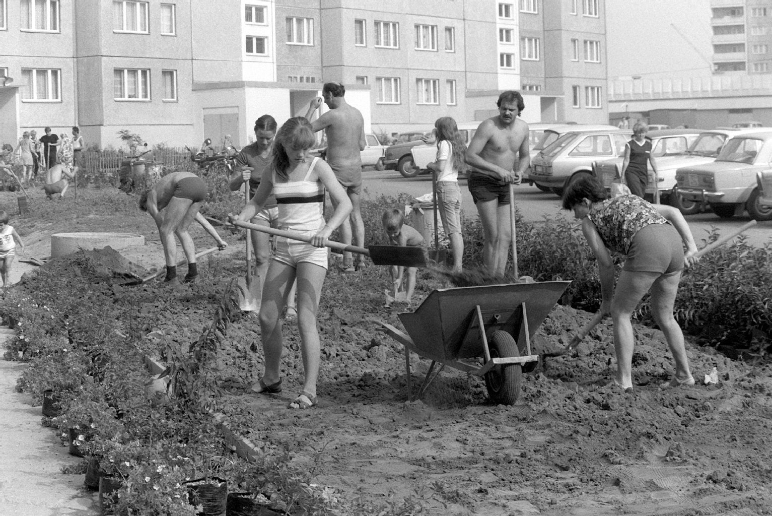 Bewohner in Berlin Marzahn legen bei einem unbezahlte Arbeitseinsatz, zu DDR-Zeiten Subbotnik genannt, im August 1982 vor ihren Häusern Grünflächen an.