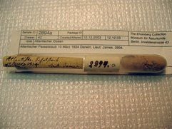 «Atlantischer Passatstaub 10. März 1834» steht an einem historischen Reagenzglas aus dem Fundus des Berliner Museums für Naturkunde. (Foto: dpa)