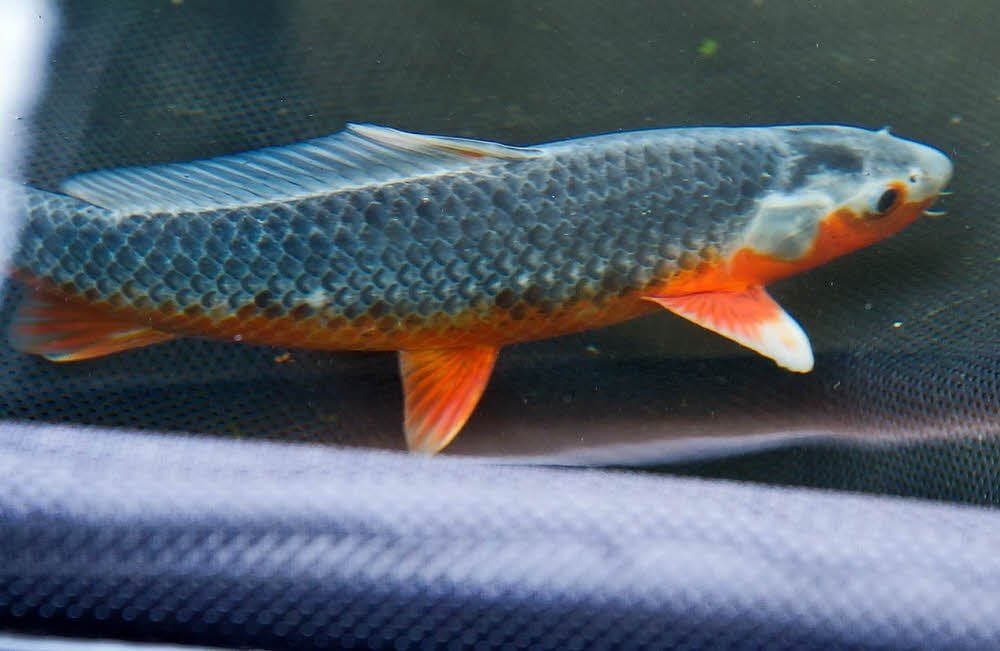 Ein edler Asagi-Koi aus der Zucht von Heiko Lange.