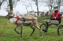 Ein Mitarbeiter der Rentierfarm Thomas Golz in Kleptow nahe Prenzlau trainiert mit einem Rentier, das einen Wagen zieht. (Foto: dpa)