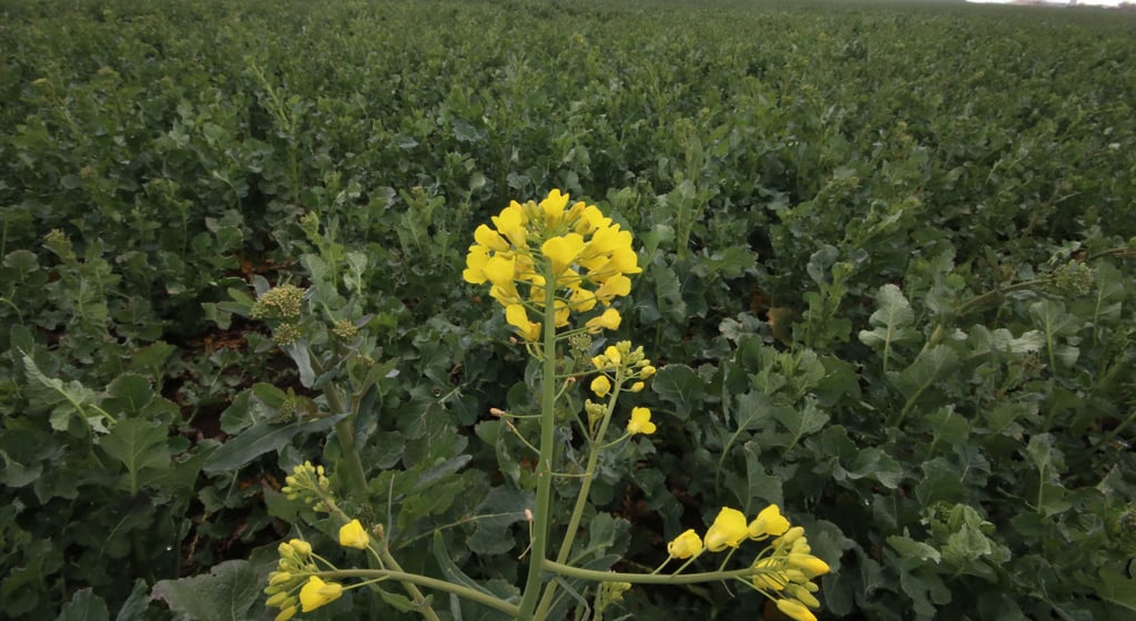 Eine erste Rapspflanze zeigt ihre Blüte. In den kommenden Tagen dürften die anderen folgen.
