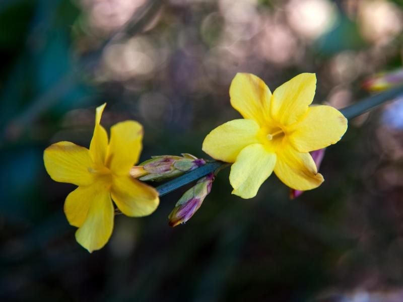 Der Winter-Jasmin erblüht in der kalten Jahreszeit in hellem Gelb. Foto: Andrea Warnecke/dpa-tmn