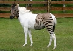 Eclyse, ein Mischling aus Zebra und Pferd, steht im Safaripark Stukenbrock. (Foto: ddp)