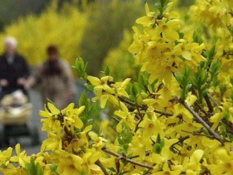 Goldener Frühling: Forsythien kündigen mit ihren leuchtend gelben Blüten die wärmere Jahreszeit an.