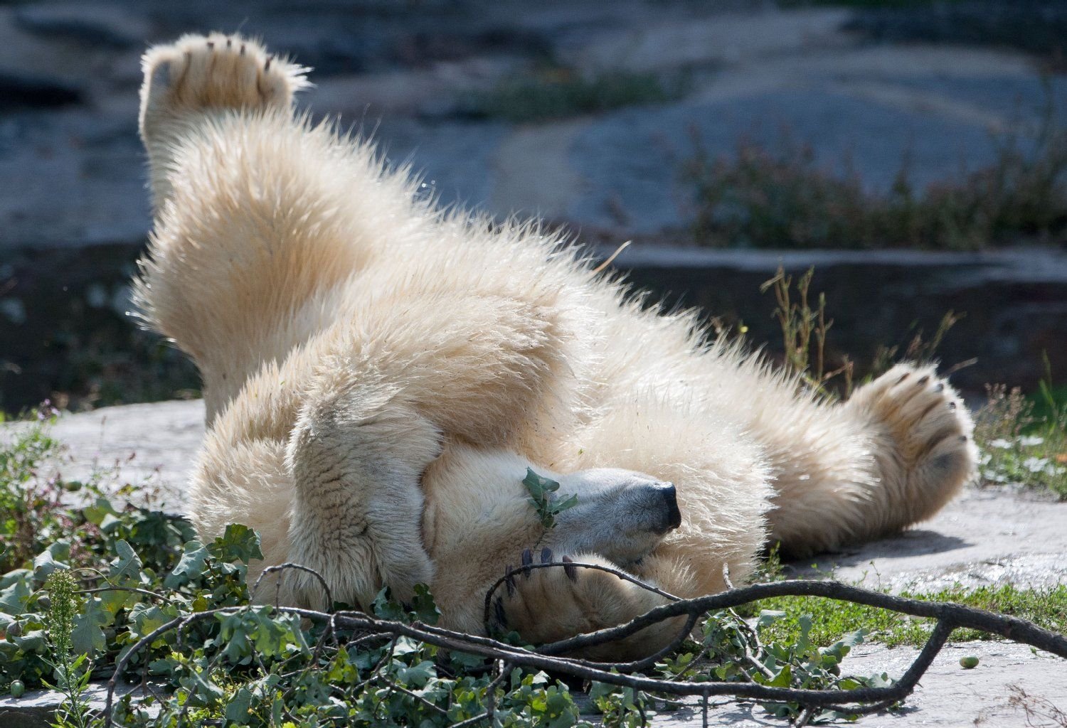 Der junge Eisbär Wolodja spielt in seinem Gehege im Tierpark Berlin.