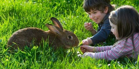 Kinder liegen auf einer Wiese und beobachten ein Kaninchen. Hasen legen keine Eier. Kinder wissen das. Trotzdem sind es die Hasen, die zu Ostern die Nester mit bunten Eiern und Süßigkeiten füllen. (FOTO: DPA)