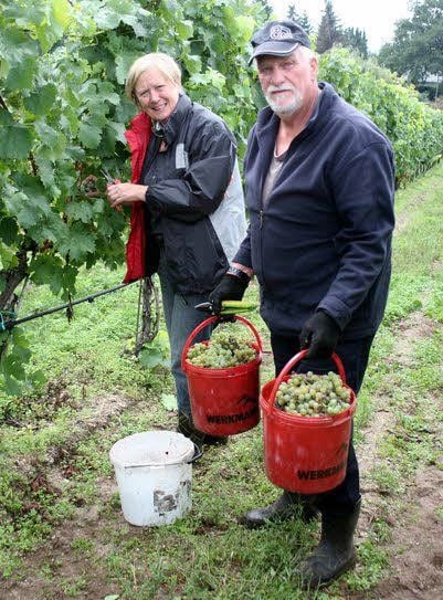 Karin Zeilinger und Dieter Baumgart halfen dem Weinhaus Zwicker erstmals bei der Lese.