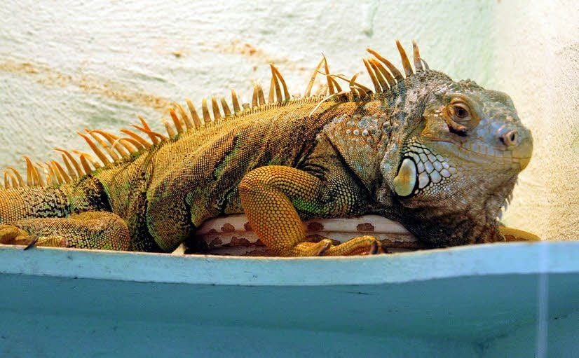 Dieser Leguan wohnt seit einem Jahr in der Auffangstation für Reptilien in der ehemaligen Musikschule in Weißenfels.