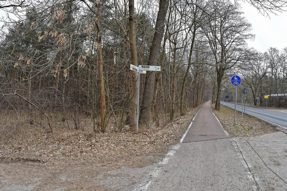 Dieser Wald im Nordosten von Kochstedt könnte bald einen neuen Eigentümer haben.