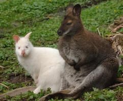 Ein junges Albino-Bennett-Känguru (l.) erkundet mit einem normalfarbigen Artgenossen das Gelände des Abenteuerlandes in Swine unweit von Bergen auf der Insel Rügen. (Foto: dpa)