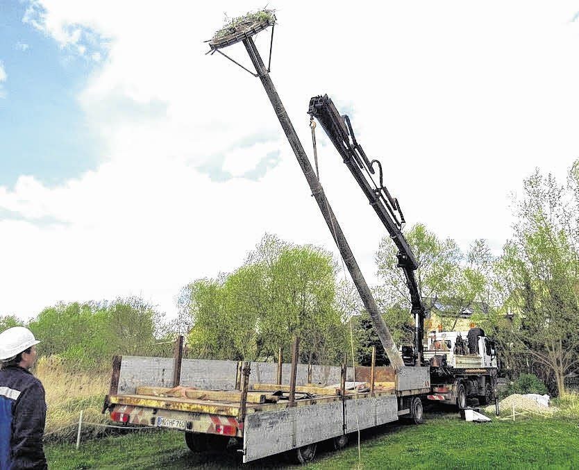 Erst als die Nisthilfe fertig ist, kann der Kran den Betonpfeiler vom Tieflader in das Loch heben.