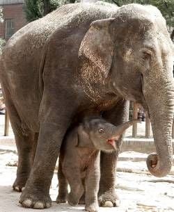 Gut sieben Wochen nach seiner Geburt ist derkleine Elefantenbulle im Leipziger Zoo getauft worden. Mehrerehundert Besucher und der vietnamesische Botschafter in Deutschland,Nguyen Ba Son, waren am Samstag gekommen, um die Taufe auf denvietnamesischen Namen «Voi Nam» («Elefentenjunge») mitzuerleben. DieElefantin «Trinh» hatte das Jungtier am 5. April im Leipziger Zoo zurWelt gebracht. Es war die erste Elefantengeburt nach 66 Jahren.