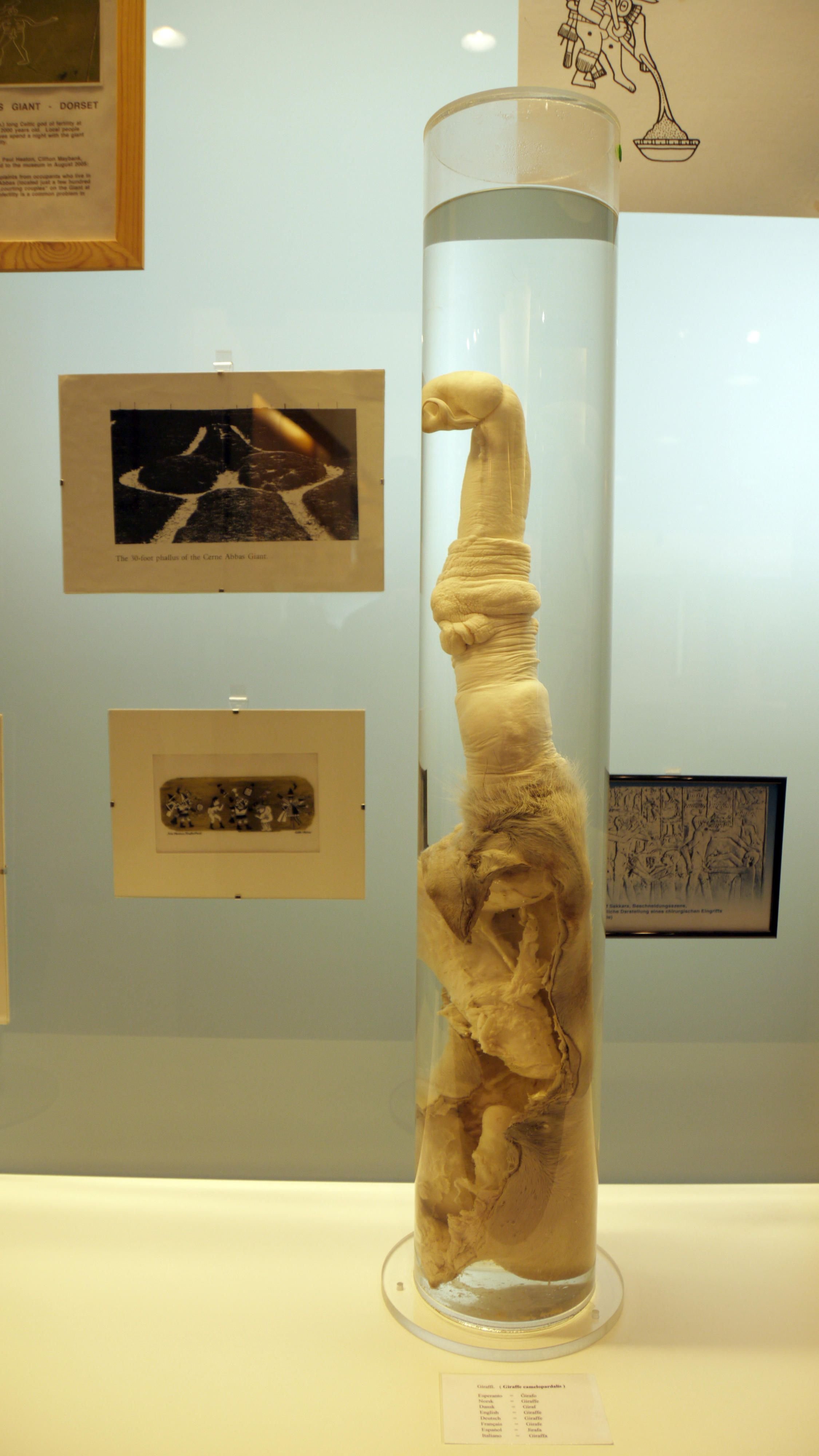 Der Penis einer Giraffe ist im Phallus-Museum in Reykjavík (Island) zu sehen.