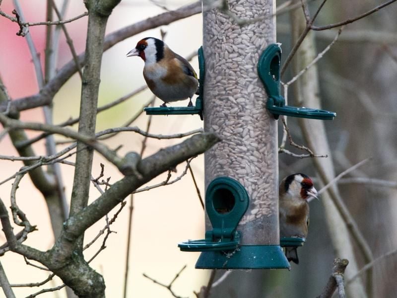 Futterspender sind eine saubere Möglichkeit, Vögel im Winter zu füttern. Foto: Andrea Warnecke