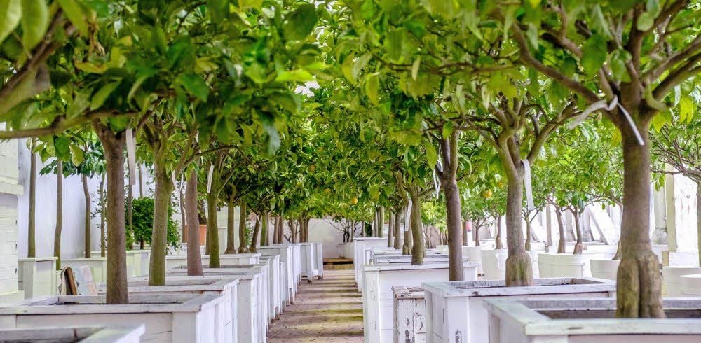 In der Orangerie in Oranienbaum stehen die Zitrusbäume zum Überwintern von Oktober bis Mai.