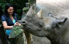 Tierpatin Kathleen Schneider füttert im Magedburger Zoo das Spitzmaulnashorn Maleika mit Brot. (Foto: ddp)