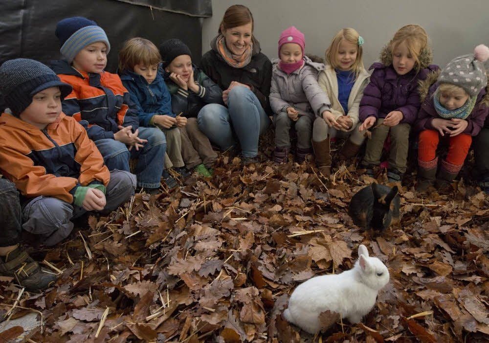 Bei der Schau in Neinstedt, bei der insgesamt 280 Tiere ausgestellt wurden, gaben sich Kindergarten- und Schulkinder quasi die Klinke in die Hand. Sehr zur Freude der Jüngsten gab es in der Strohballenecke auch diese beiden Rassekaninchen zu bewundern.