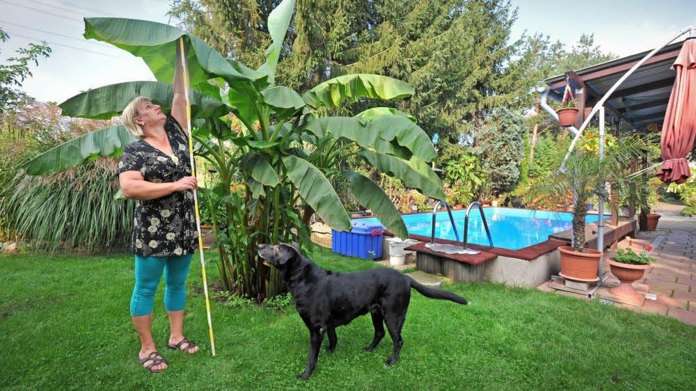 Antje Quilitzsch misst ihre Bananenpalme: Bis zum obersten Blatt reicht der Zwei-Meter-Zollstock aber nicht.