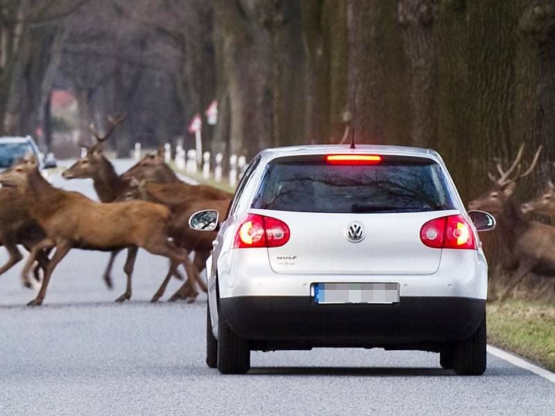Der Herbst ist die Jahreszeit, in der in den Morgen- und Abendstunden vermehrt mit Wildwechsel zu rechnen ist.