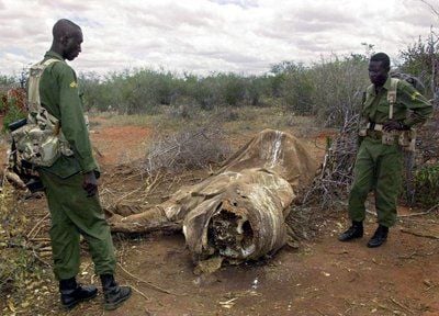 Rund 700 000 afrikanische Elefanten wurden bis 1989 wegen ihres Elfenbeins getötet. Das Elfenbein-Handelsverbot führte zum Anstieg der Zahl der Tiere von 19 000 (1989) auf derzeit über 35 000. In Afrika leben etwa 400 000 Elefanten. (FOTO: DPA)