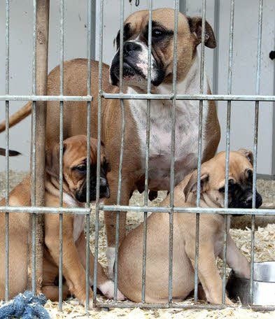 Natürlich wurden auch Pferde- und andere Tierliebhaber fündig.