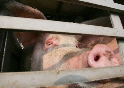 Schweine sehen aus einem Spalt einer Heckladeklappe eines Schweinetransporters. (Foto: dpa)